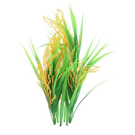 Paddy Plant Png Free Psd Templates Png Vectors Images And Photos Finder