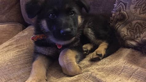 German Shepherd Puppy Basic Training 6 Weeks Old Sit Stay Come Down Gsd