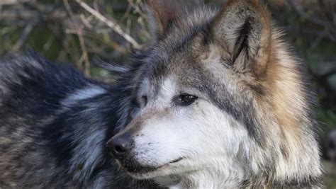 Elderly Mexican Gray Wolf Dies At San Francisco Zoo
