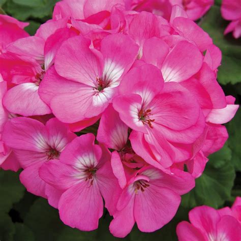 Rocky Mountain Light Pink Zonal Geranium Plant Free