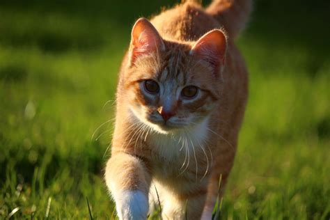 Free Picture Cute Grass Animal Nature Grass Spring Kitten Cat