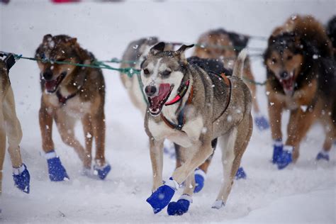 Wheres Balto 50th Annual Iditarod Sled Dog Race Begins In Alaska