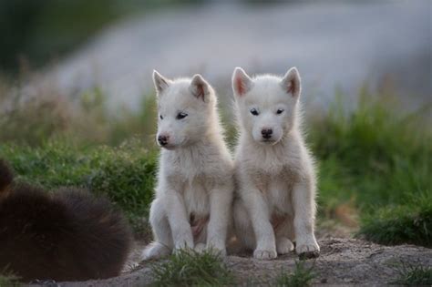 Two Sled Dog Puppies In Summer Photo By David Buchmann Ple Flickr