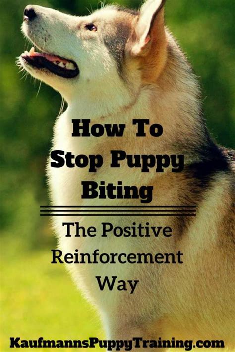 Difference between mouthing, biting and nipping. How To Stop Puppy Biting: The Positive Reinforcement Way
