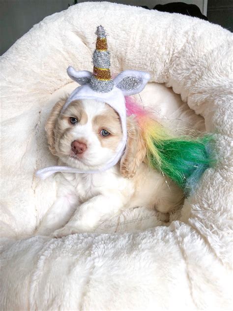 Collection by sarah farmer • last updated 5 weeks ago. #costume #unicorn #Halloween #puppy #cute | Cute puppies, Cute dogs, Cute animals