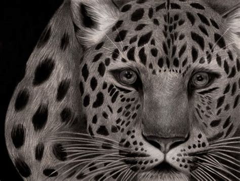 Check spelling or type a new query. LOL Image: 28 Wonderful Realistic Animal Drawings