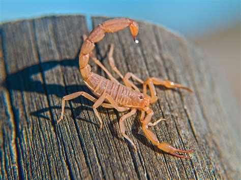 Check spelling or type a new query. Common Scorpions You'll Find in Arizona