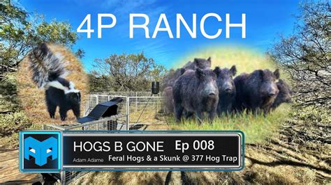 Ep008 Hogeye Hog Removal Service Hogs At The Hogs Trap 377 Trapping Systems Aa Hogs B