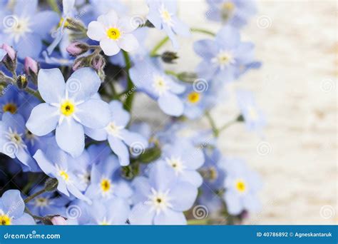 Forget Me Not Flowers On Wooden Background Stock Photo Image Of Party