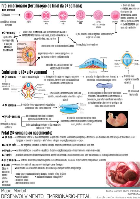 Mapa Mental Embriologia Porn Sex Picture