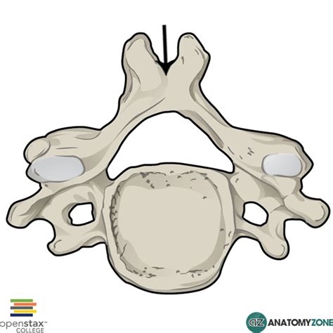 Spinous Process Of Vertebra Anatomyzone