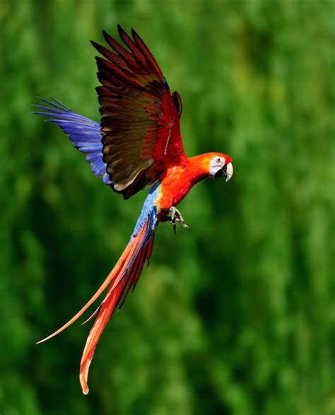 Red Scarlet Macaw In Flight Tropical Birds Macaw Beautiful Birds