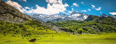 Packed with oak and beech groves, the park takes its name from the impressive rock formations here. Picos de Europa Cantabria | Parques Naturales | España ...