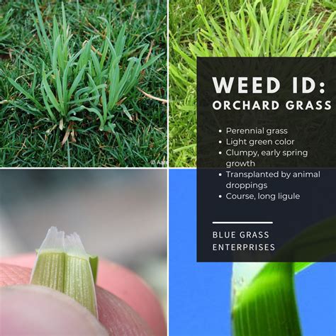 Blue Grass Enterprises Grassy Weed Control Elite Sod Lawn Fertilizer