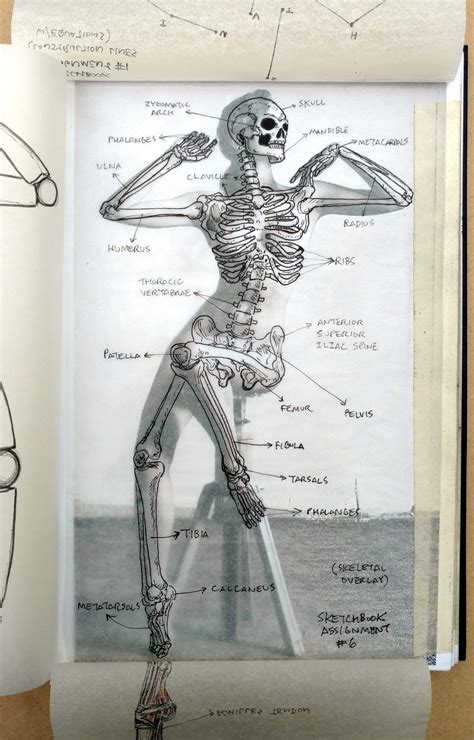 Мои закладки Human Anatomy Art Sketch Book Skeleton Drawings