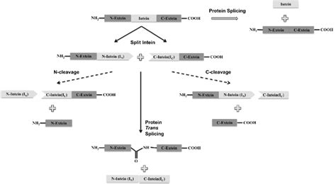 Trans Protein Splicing Schematic Representation Of Protein Splicing In