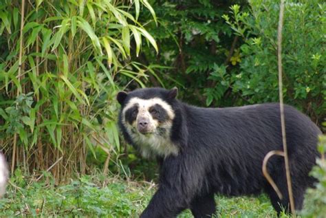 Spectacled Bear Facts Habitat Diet Life Cycle Baby Pictures