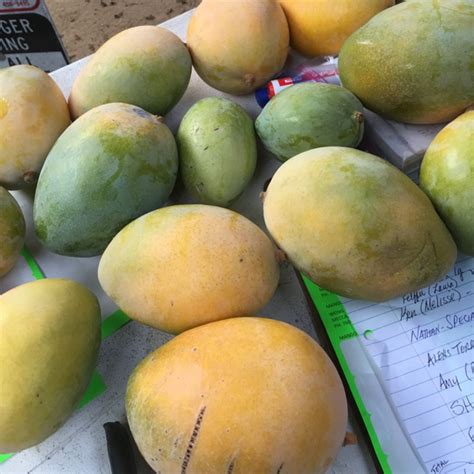 Keitt Mangoes Information And Facts