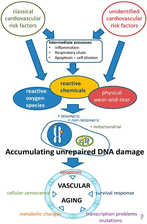 Dna Damage From Scatter Radiation And Its Role In Vascular Aging