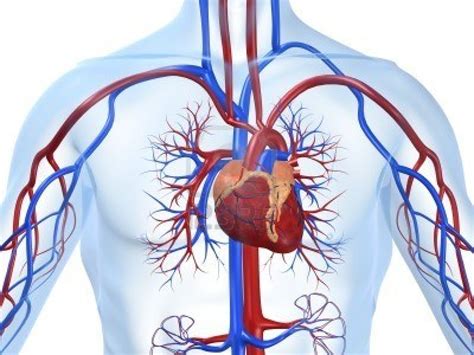 Cardiovascular System Causes Symptoms Treatment Cardiovascular System