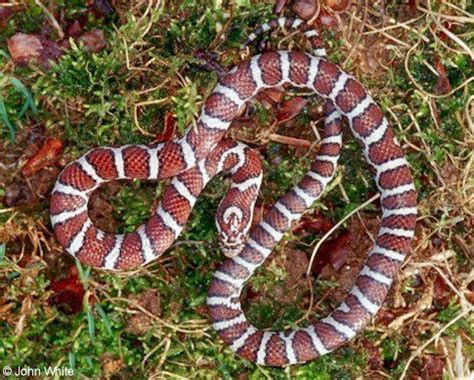 All three of these species. Meet New York's 17 slithery snakes: 3 are poisonous to ...