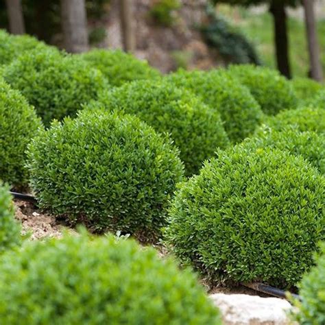 Buxus Green Velvet Boxwood Sugar Creek Gardens