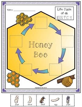 Life Cycle Of An Insect Honeybee By Miz B Tpt