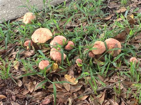 Need Help Identifying Florida Shrooms Mushroom Hunting And