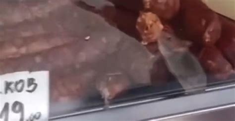 Slobodna Dalmacija U mesnici snimljen miš dok jede kobasice