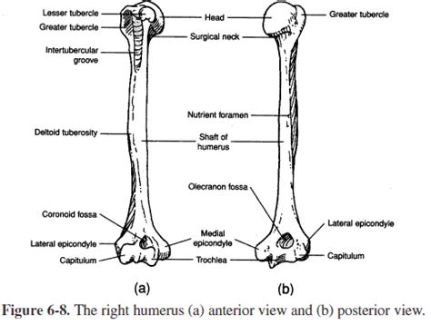 humerus | Skeletal system, Anatomy, physiology, Bones