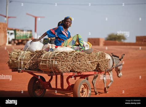 Récolte De Mil Au Burkina Faso Banque De Photographies Et Dimages à