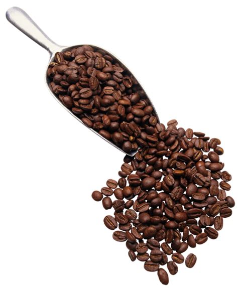 Coffee Beans Png Transparent Image Download Size 495x600px
