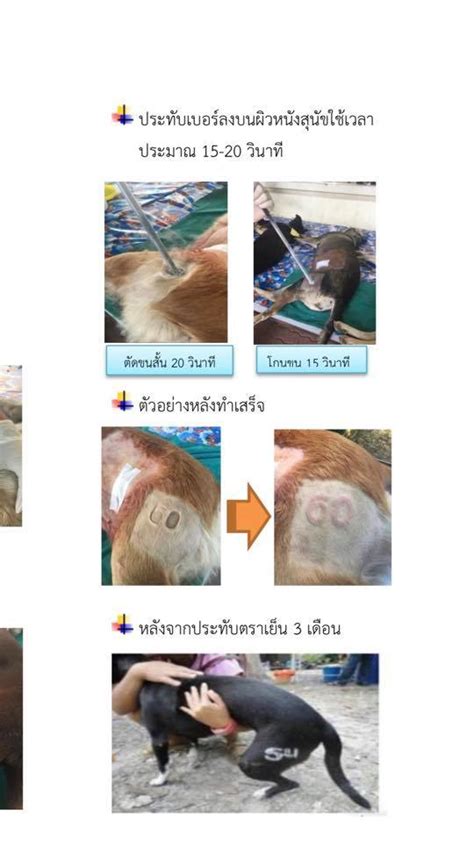 แม่ค้าเมืองคอนโชคดี นำเลขทะเบียนรถขนวัคซีนโควิดในช่วงข่าวนิวส์โชว์ช่อง 32 ไทยรัฐทีวี จึงนำไปซื้อลอตเตอรี่ถูกรางวัลที่ 1. สิริ* น้องหมาถูกรถทับ จนอุ้งเท้าหาย | Facebook