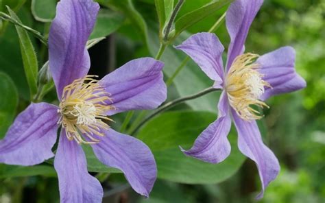 Like many members of that genus, it is prized by gardeners for its showy flowers. Clematis integrifolia Juuli Archive • clematisworld