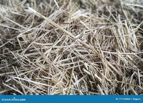Dry Yellow Straw Grass Background Texture After Harvest Hay Texture