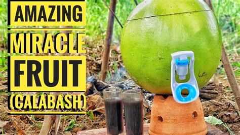 Calabash Miraclefruitjuice Miracle Fruit Juice How To Make A