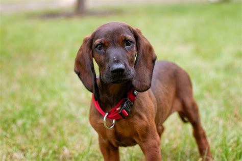 Bavarian Mountain Scent Hound Dog Breed Info Pictures Traits
