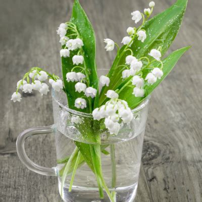 Voir plus d'idées sur le thème muguet, bouquet de muguet, arrangements floraux. Le muguet du 1er mai - Tête à modeler
