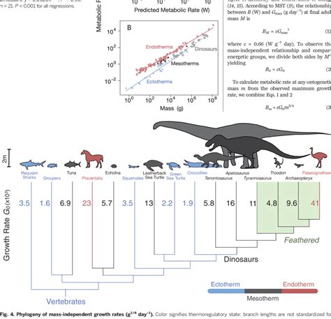 Resting Metabolic Rates In Vertebrates A Predicted Metabolic Rates