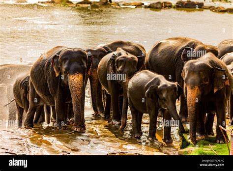 Wildlife Photography In Sri Lanka Hi Res Stock Photography And Images