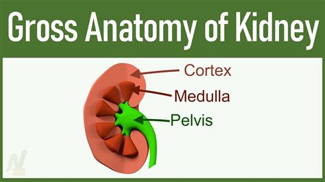 01 Gross Anatomy Of Kidney Youtube