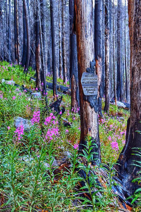 Mount Jefferson Wilderness Photograph By Dana Hardy Pixels
