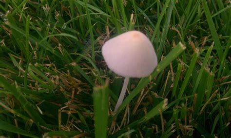 Northern Virginia Shrooms Everywhere Mushroom Hunting And