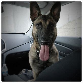 These are only some of the wonderful dogs we have for adoption. Glendale, CA - Belgian Malinois. Meet DUTCHESS, a puppy ...
