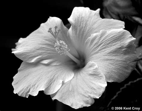 Hibiscus By Kent Croy Black And White Magazine