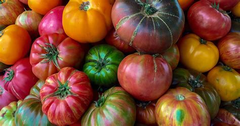 Why Heirloom Tomatoes Taste Better Our State Magazine
