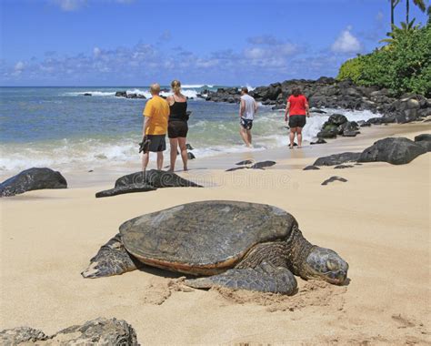 Andes Loco Arroz Playa De Las Tortugas Hawaii Con Fecha De Defensa