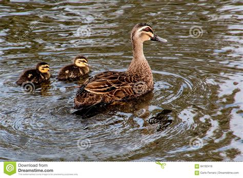 Pacific Black Duck With Duclings Stock Photo Image Of Mallard