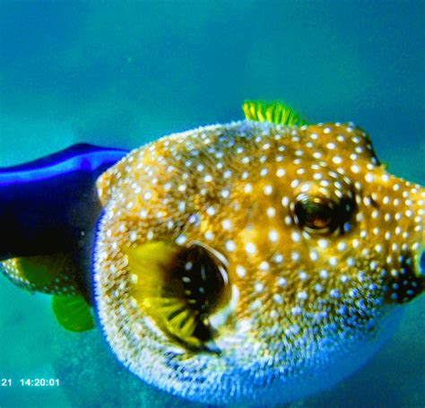 Mexico And Beyond Lauras Photo Journey Our Pufferfish Amigos In
