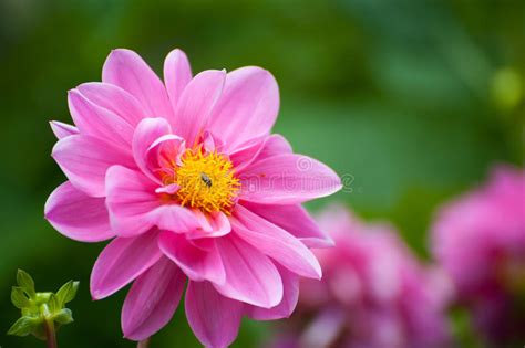 A Bright Pink Flower Dahlia Close Up Stock Photo Image Of Growth